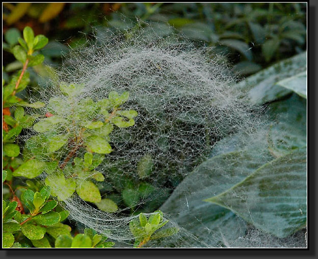 20050817-0007-Spider-Web