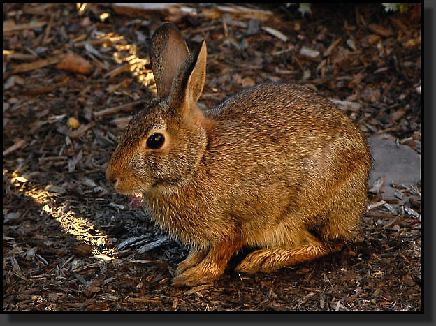 20050905-0013-Resident-Wabbit