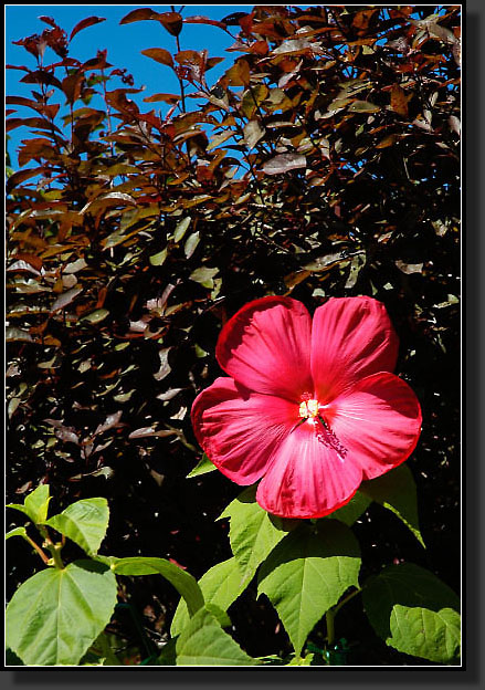 20050910-0005-Hibiscus-Rose-Mallow