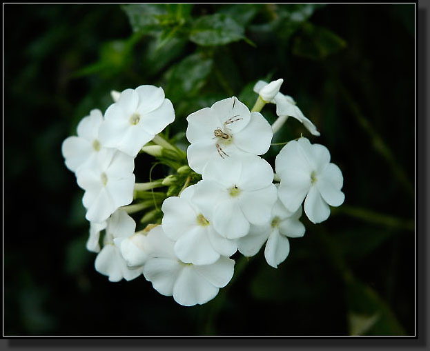 20050925-0012-Phlox-'David'