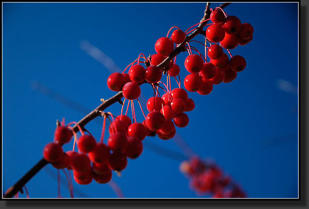 20051119-0001-Crab-Apple