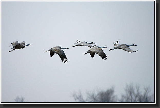 20050323-03-Sandhill-Cranes