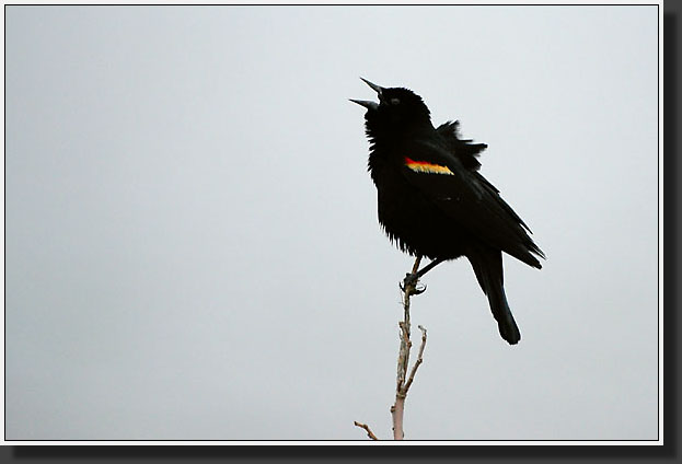 20050324-10-Redwing-Blackbird