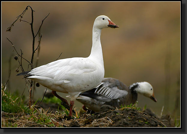 20050324-12-Snow-Geese