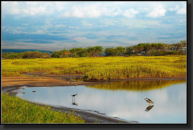 20050501-07-Hawaiian-Stilt,-Night-Heron,-Kealia-Pond-NWR