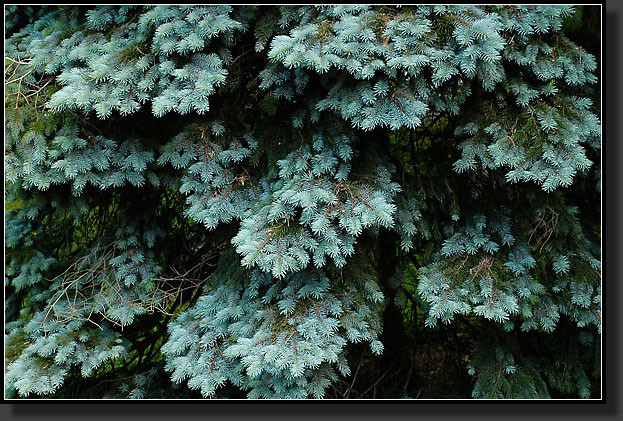 20050529-0011-Colorado-Spruce