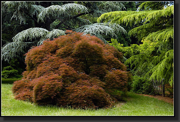 20050529-0023-Laceleaf-Japanese-Maple