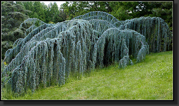 20050529-0037-Weeping-Atlas-Spruce