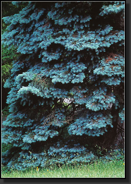 20050529-204-Colorado-Spruce