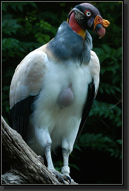 20050704-0007-King-Vulture