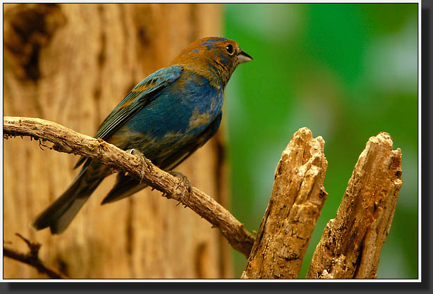 20050704-0011-Indigo-Bunting,-Fledgling