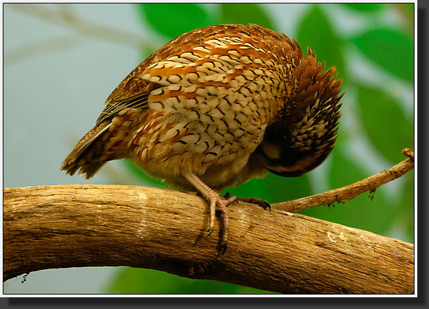 20050704-0013-Northern-Bobwhite