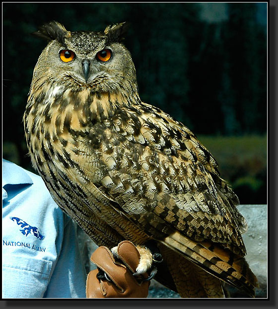 20050704-0028-Eurasian-Eagle-Owl