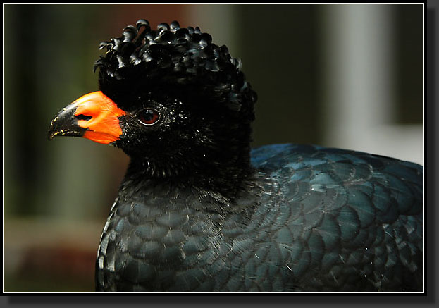 20050704-0061-Wattled-Curassow