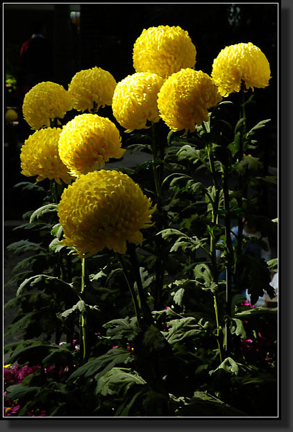 20051030-0003-'Irregular-Incurve'-Chrysanthemum