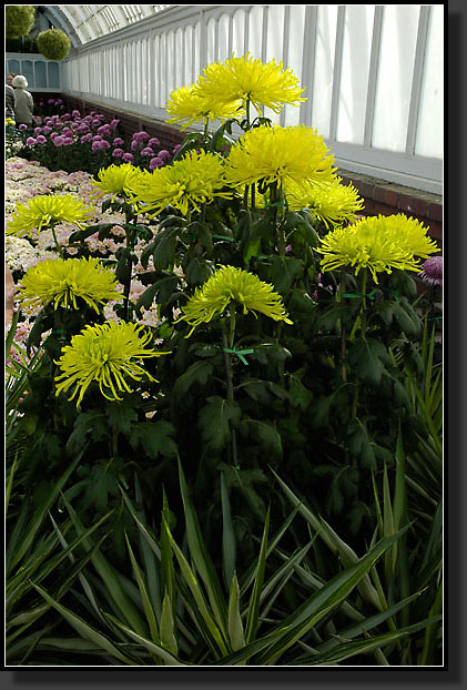 20051030-0032-Chrysanthemum,-Royal-Flower-of-Japan