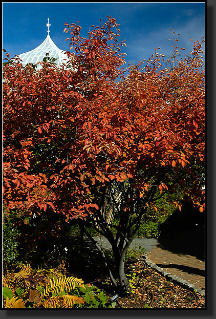 20051030-0033-Serviceberry-'Autumn-Brilliance'