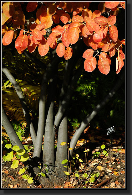 20051030-0035-Serviceberry-(Amelanchier-x-grandiflora)