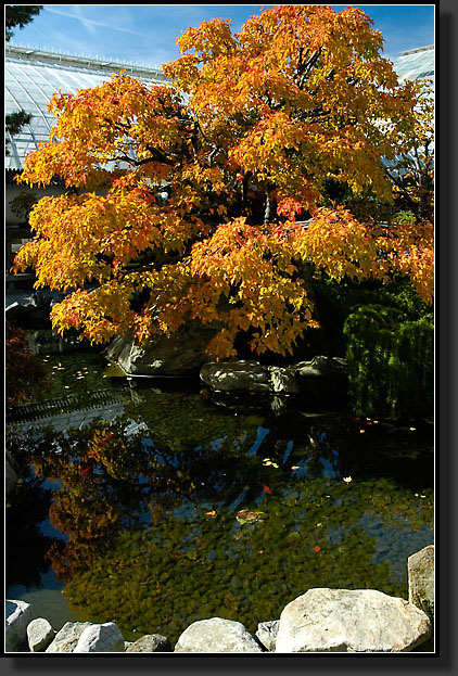 20051030-0053-Amur-Maple-(Acer-ginnala)