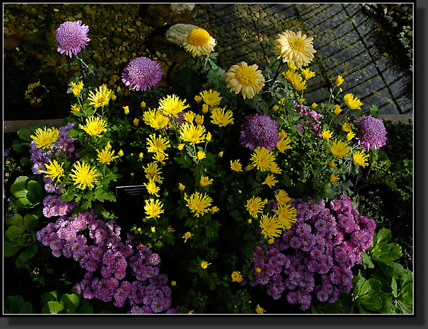 20051030-0066-Chrysanthemum-Varieties