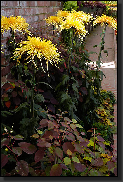 20051030-0067-Spider-Chrysanthemum