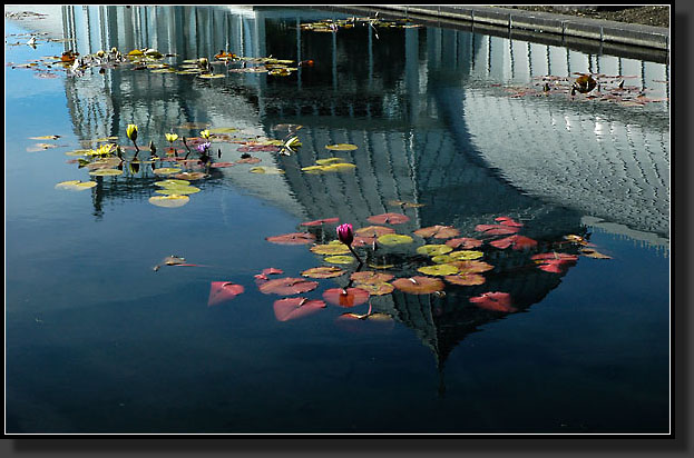 20051030-0075-Lily-Pond