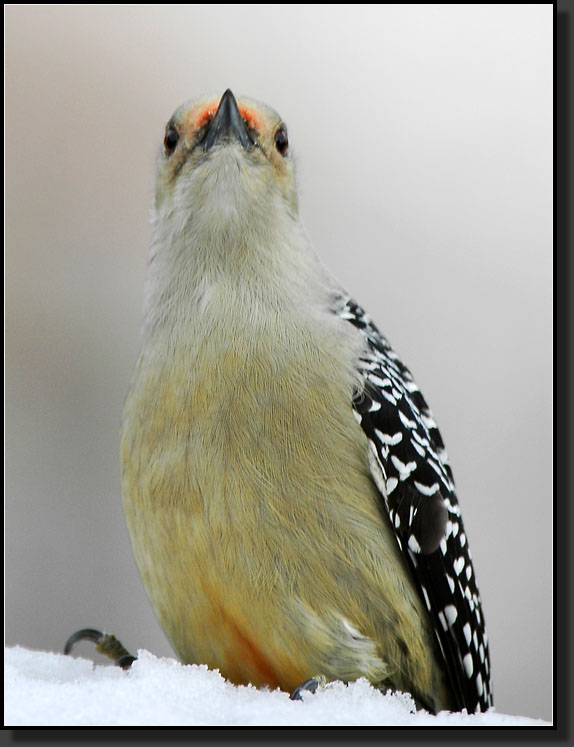 20060108-0004-How_the_Red-bellied_Woodpecker_Got_Its_Name