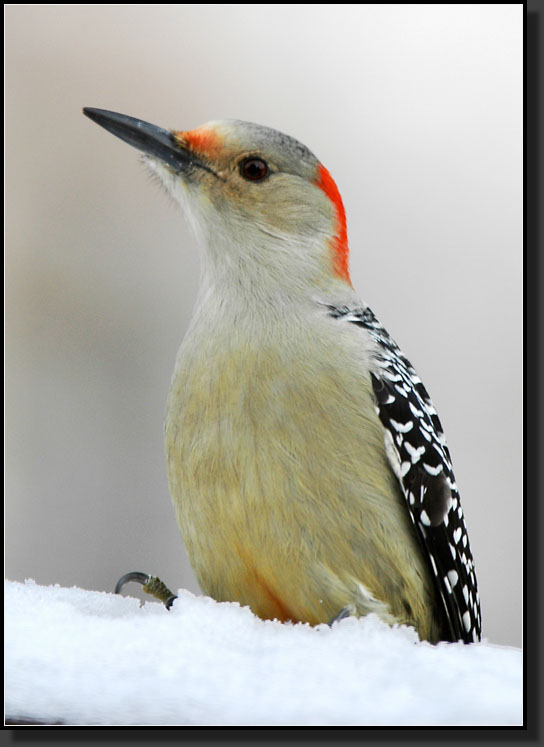 20060108-0005-Female_Red-bellied_Woodpecker