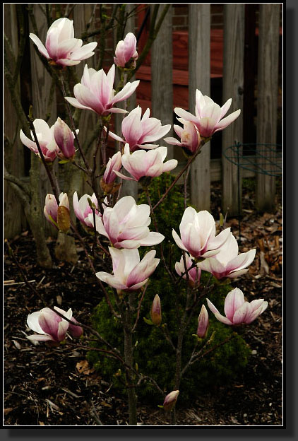 20060414-0010-Magnolia-'Jane'