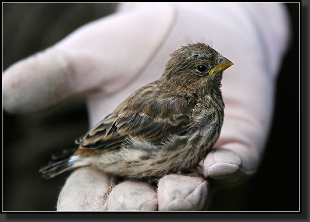 20060513-0012-Baby-Finch