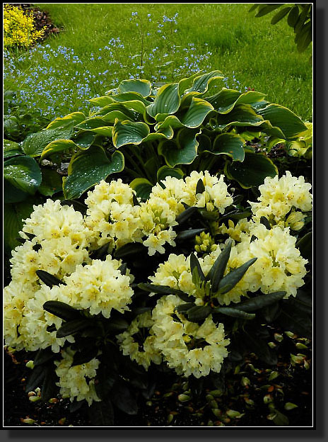 20060515-0001-Rhodie-'Capistrano'