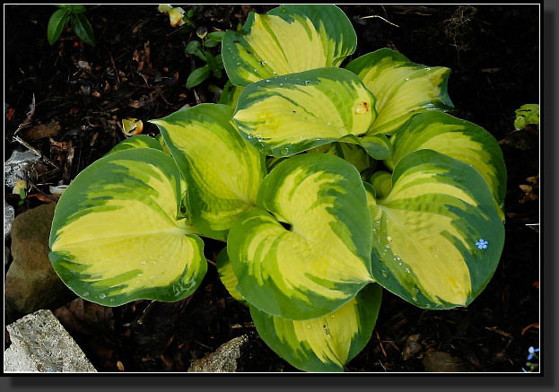 20060515-0003-Hosta-'Great-Expectations'