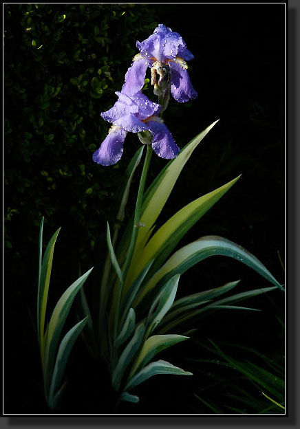 20060526-0022-Iris