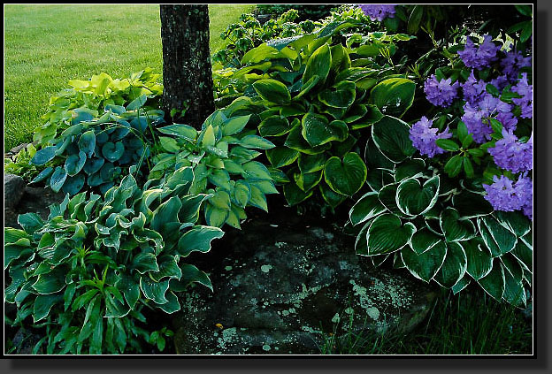 20060526-0031-Hosta-Corner