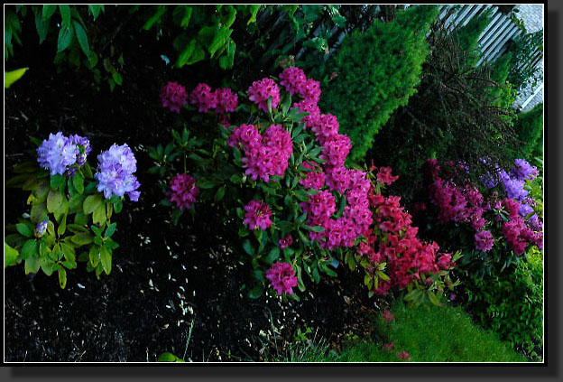 20060526-0034-Rhodies