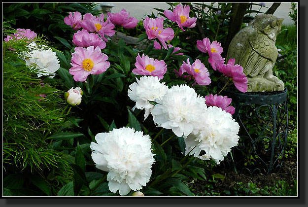 20060530-0008-Peony-'Festiva-Maxima'-'Dancing-Butterfly'