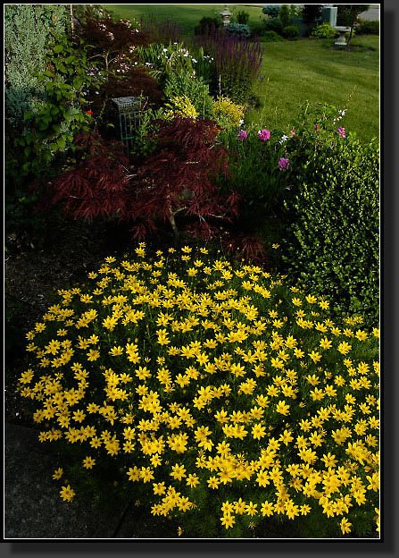 20060621-0022-Coreopsis-'Zagreb'