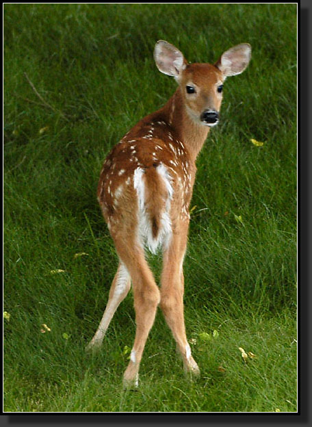 20060625-0022-Bambi