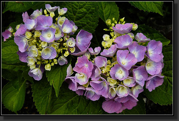 20060627-0001-Hydrangea-'Forever-and-Ever'