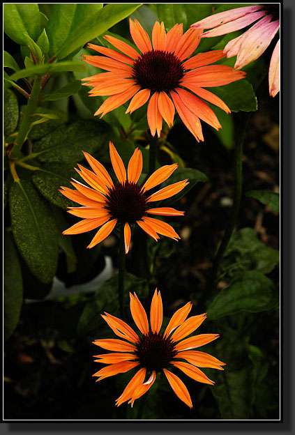 20060627-0011-Orange-Echinacea-'Sunset'