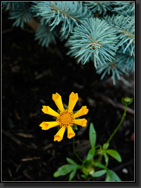 20060629-0002-Coreopsis-'Zamfir'