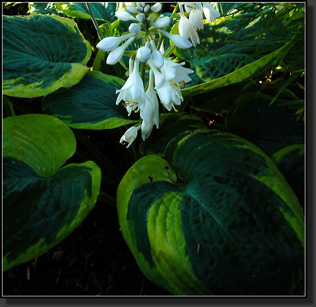 20060701-0015-Hosta-'Frances-Williams'