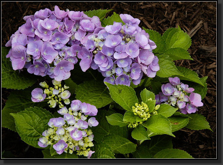 20060702-0004-Hydrangea-'Endless-Summer'