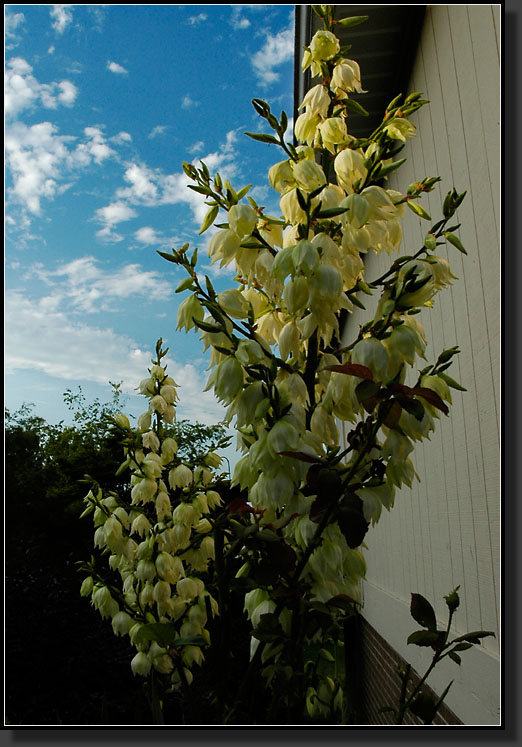 20060705-0007-Yucca