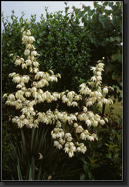 20060707-35-Yucca