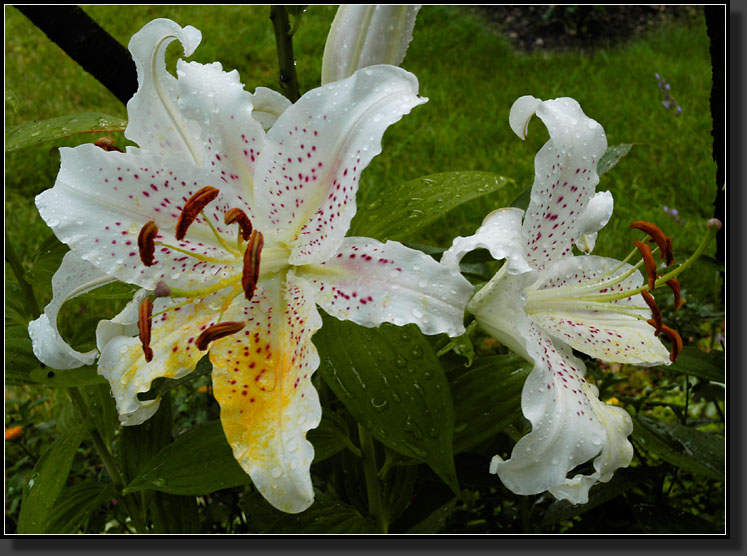 20060720-0002-Oriental-Lily-'Muscadet'