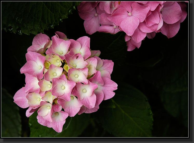 20060723-0004-Hydrangea-'Glowing-Embers'