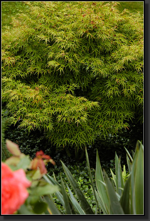 20060723-0008-Japanese-Maple-'Kamagata'