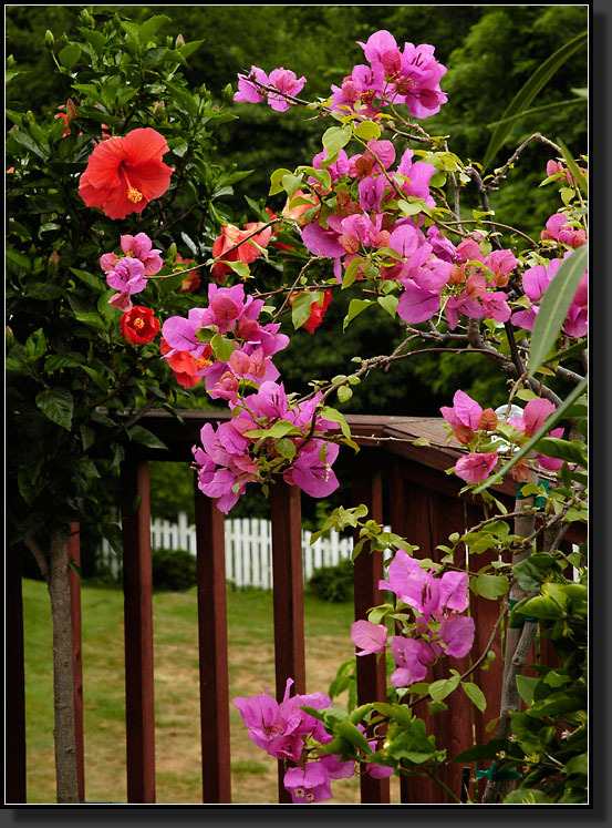 20060723-0025-Bougainvillea,-Hibiscus