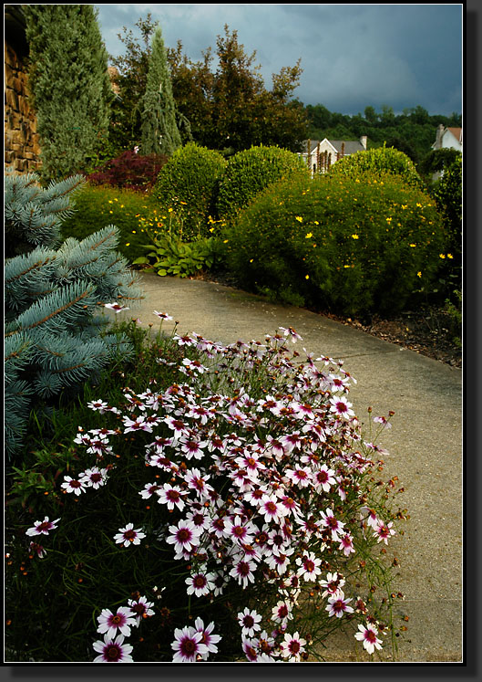 20060727-0005-Coreopsis-'Sweet-Dreams'